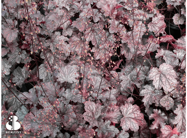 Heuchera   'Amethyst Myst'